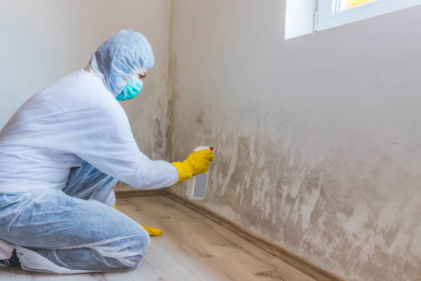 Licensed Mold Remediation service in Sandy Spring, MD - WQB Mold Removal