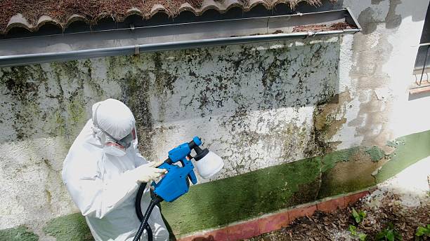 Top rated local Mold Remediation specialists in Sandy Spring, MD